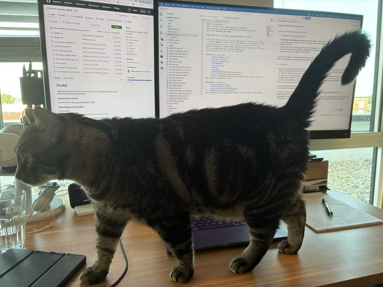 My tabby cat standing on my desk in front of two monitors