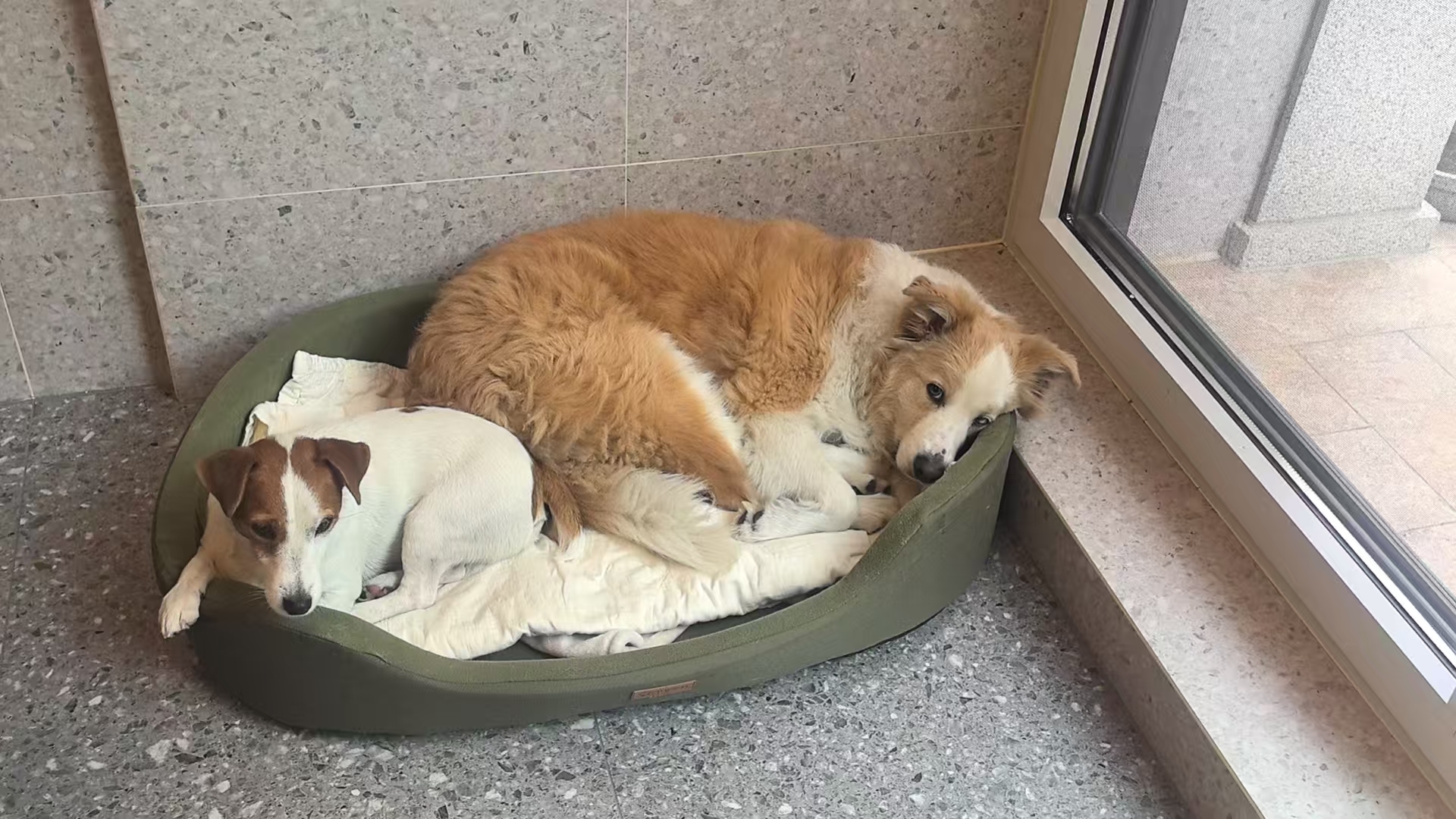 My two dogs curled up together in their bed